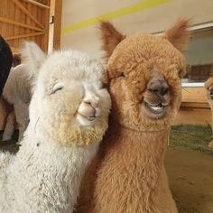 three llamas are standing next to each other in a barn with their eyes closed