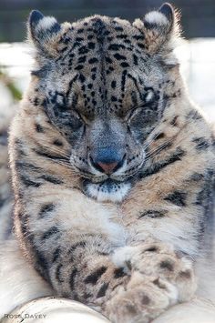 a close up of a snow leopard laying down