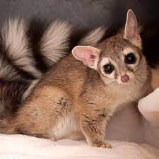 a small animal sitting on top of a white blanket