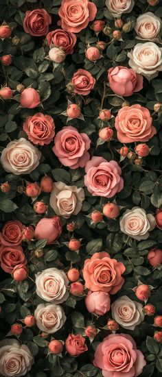 pink and white roses growing on the side of a building