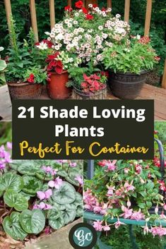 some potted plants that are sitting on the ground with text overlay saying, 21 shade loving plants perfect for container gardening