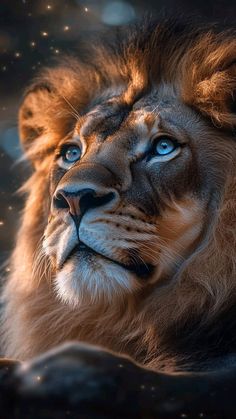 a close up of a lion with blue eyes