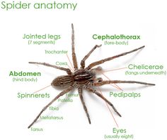 the anatomy of a spider on a white background with words describing its names and description