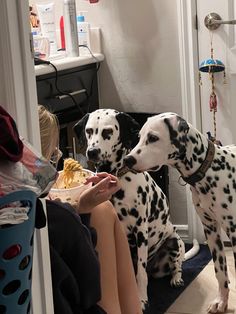 two dalmatian dogs standing next to each other in front of a woman sitting on the floor