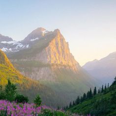 the mountains are covered in snow and green grass with purple wildflowers growing on them