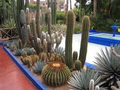 many different types of cactus plants in a garden with a swimming pool behind them and buildings in the background