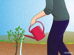 a man is watering his tree with a red watering can