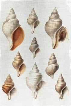 several seashells are shown on a white background