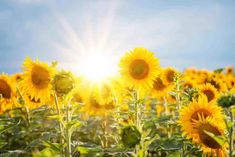 the sun shines brightly on a field of sunflowers