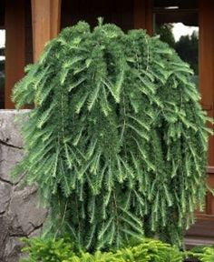 a large green plant sitting next to a stone wall