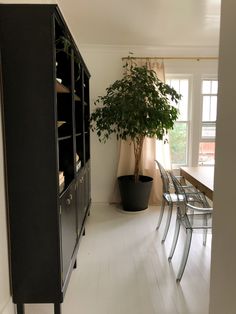 a dining room table with chairs and a potted plant