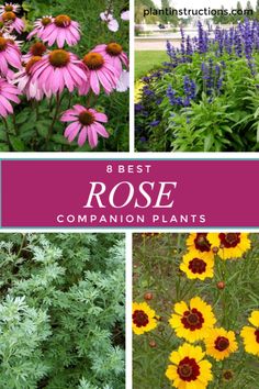 different types of flowers and plants with the words best rose companion plants on top of them