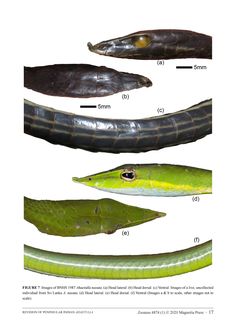 an image of different types of snakes