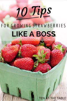 strawberries in a green container with the words 10 tips for growing strawberries like a boss