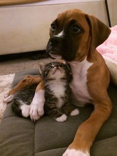 a brown and white dog laying on top of a bed next to a small kitten