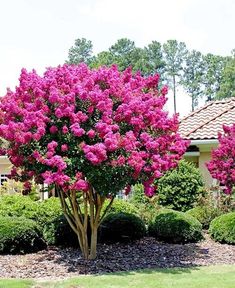 a pink tree in front of a house