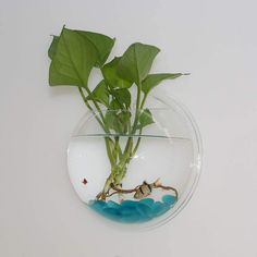 a plant in a glass bowl with water and sand underneath it on a wall mounted shelf