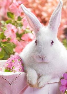 a white rabbit sitting in a basket with pink flowers