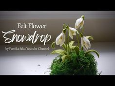 an advertisement for a flower shop with white flowers in the center and green moss growing out of it