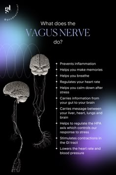 Vague Nerve, Ao Scan, Lichen Sclerosis, Vagal Tone, Nervus Vagus, Nerve Health, Brain Facts, Vagus Nerve, Improve Focus