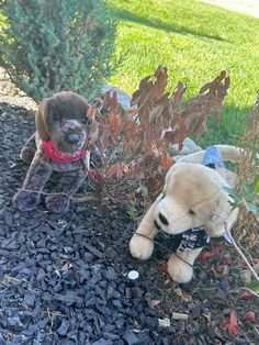 two stuffed animals are sitting in the bushes together, one is wearing a bandana