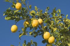 lemons growing on a tree with blue sky in the background