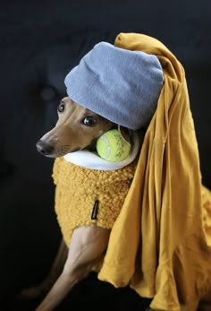 a dog with a tennis ball in its mouth and a towel on his back,