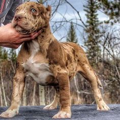 a brown and white dog standing on top of a cement ground