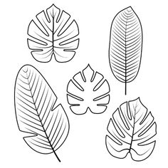 four different types of tropical leaves on a white background stock photo and royalty free images