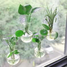 some plants are hanging in vases on a window sill