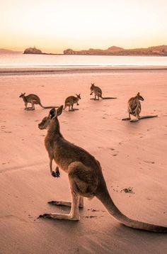 a group of kangaroos standing on top of a sandy beach