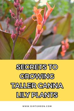 flowers with the words secrets to growing taller canna lily plants