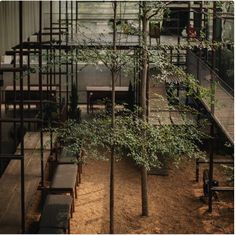 a small tree in the middle of a courtyard with stairs leading up to an upper level