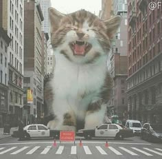 a large cat sitting on top of a car in the middle of a city street