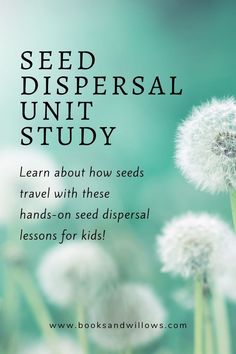 seed dispensal unit study with dandelions