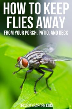 An up close photo of a fly sitting on a leaf (From Canva). How To Get Rid Of Flies Outside Patio, How To Get Rid Of Gnats, Outdoor Buffet, Fly Control