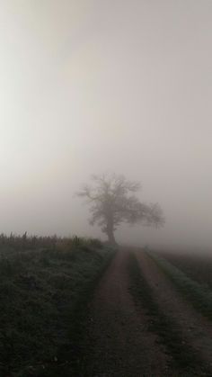 a lone tree stands in the middle of a foggy field on a farm road