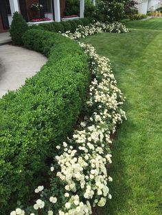 Green Ice Boxwood in a landscape Pansies Garden, Front Yard Flowers, Small Front Yard, Fountain Pump, Front Yards