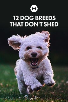 a small white dog running in the grass with text overlay that reads 12 dog breeds that don't shed