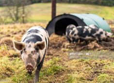 two black and white pigs standing next to each other in the grass near a tunnel