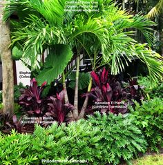 tropical garden with palm trees and other plants