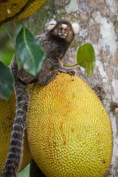 a small animal sitting on top of a large yellow fruit hanging from the side of a tree