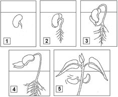 the diagram shows how to draw an organ and what it looks like in each section