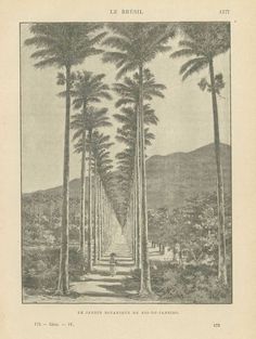 an old drawing of palm trees in a forest