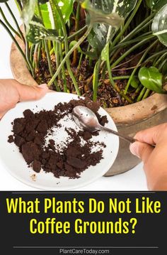 two hands scooping coffee grounds into a white plate with plants in the background and text overlay that reads, old coffee grounds 7 uses for coffee grounds on plants