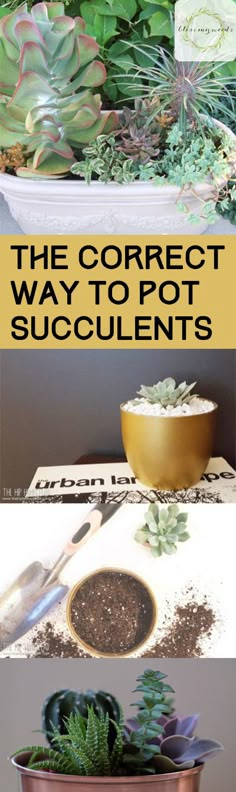 the correct way to pot succulents