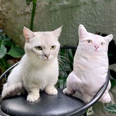 two white cats sitting on top of a black chair next to each other in front of a green plant