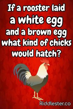 a rooster saying if a rooster laid a white egg and a brown egg what kind of chicks would hatch?