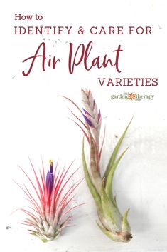 two air plants with the title how to identify and care for an air plant varieties