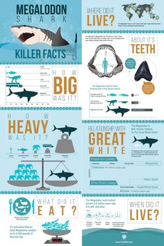 an info sheet with shark images and other information about the different types of sharks in the ocean